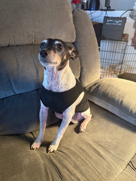 MTR Defense Dog Pupparel